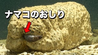 ナマコの肛門に入り込む魚が衝撃的すぎた（寄生虫X）