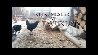 Kış Kümesleri Ve Tavuklar