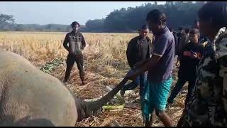 Tragic death of Wild Elephant at Goalpara . A huge wild elephant died again today at Dudhnoi.