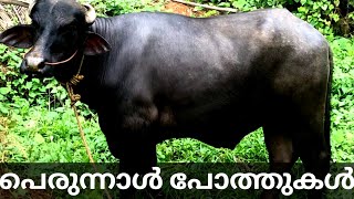 പുതിയ പോത്തുകൾ #poth valarthal | പെരുന്നാൾ പോത്തുകൾ