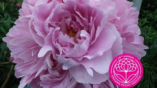 Oshawa Peonies Festival 2024 … #canada #peonies