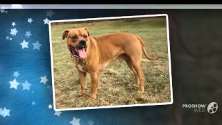 American Bullador Dog breed