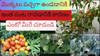 మెుక్కలు పచ్చగా ఉండడానికి| ఇంత పంట రావడానికి| కారణం ఎంటో మీరే చూడండి|indira terrace garden