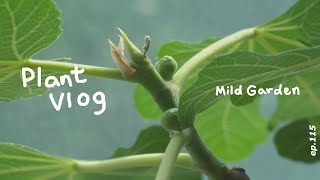 [Plant Vlog] 꿀벌을 마주친 5월🐝 초여름의 무화과 열매 안녕! 유기농 병충해 관리 시작. ep115