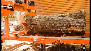 Monster Maple log on the sawmill.