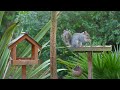 calming cat tv 🐿️ birds u0026 squirrels scramble for food 🕊️ tv for cat 4k hdr