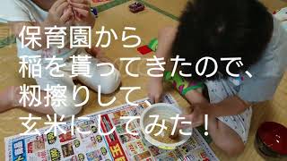 【もみすり】子供たちの挑戦！【玄米】