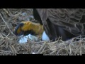 DC Eagle Cam 3-29-17:The Eaglet Has Landed •  Happy Hatch Day, DC4!