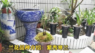 兰花品种介绍：紫秀寒兰