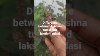 difference between lakshmi tulasi and krishna tulasi