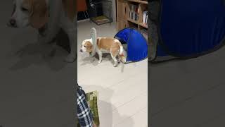 ［ビーグル】寝床に入れない#shorts #ビーグル #犬 #beagle ＃寝床＃入れない＃エリザベスカラー