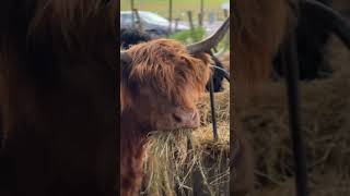 Highland Cows | Scotland | Callander | Scottish Highlands