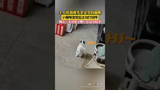 主人用摄像头看家里的猫咪，小猫咪发现后主动打招呼，太可爱了吧！它还会招手 #laugh #funny #猫 #cat