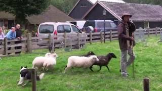 schapen drijven / hoeden Oogstdag Dwingeloo/Lhee