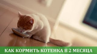 Чем кормить котенка в 2 месяца