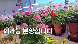 제라늄 분양합니다 / 베란다 정원