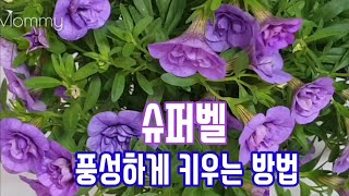 밀레니엄벨 풍성하게 꽃 피우는 방법/ 삽목시 뿌리 잘받는 방법/순집기/브이로그