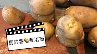 | 阿金的便秘花園 | 馬鈴薯🥔發芽怎麼辦 x 馬鈴薯栽培 x 根莖栽培專用盆 x 為什麼馬鈴薯發芽不能吃