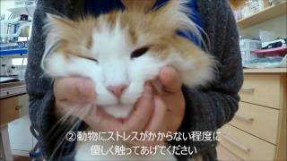 犬・猫　歯みがきの仕方　ほんむら動物病院おすすめのデンタルケア　口の触り方編