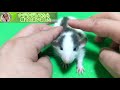 ラットの赤ちゃんを撫でまわしていたら手の中で２匹も眠りに落としてしまった　fancy rat baby