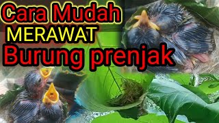 Feeding Prenjak moss birds