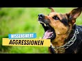 DARUM mögen Hunde ihre Artgenossen NICHT ⛔️