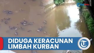 Ribuan Ikan Sapu-sapu Mati di Kali Baru Kramat Jati, Diduga karena Limbah Hewan Kurban