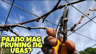 Paano mag pruning ng ubas