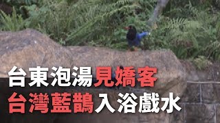 台東泡湯見嬌客 台灣藍鵲入浴戲水【央廣新聞】