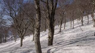 いつまでも守りたい癒しの森 【鍋倉山；巨木の谷尾根】