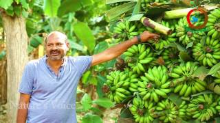 Advatages of Natural farming in Banana Cultivation