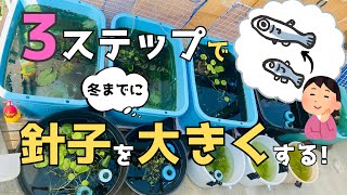 【メダカを急成長させる！】卵まだ採ってる？今のうちの３ステップ【秋の屋外めだかビオトープ】