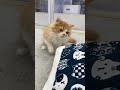 ❀お布団のチャックが気になるスコティッシュフォールドの男の子❀ youtubeshort かわいい ペットショップ 子猫 catstyle cat スコティッシュフォールド 猫