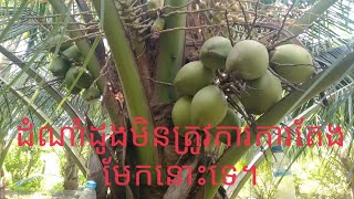 ដំណាំដូងត្រូវការពេលវេលានិងការថែទាំ