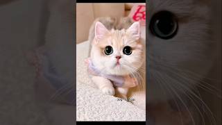 Adorable and sweet kitty #cute #funny #pets #catvideos #kucing #kucinglucu