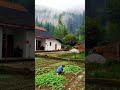 举头望明月 低头思故乡the beautiful and moving rural scenery in china