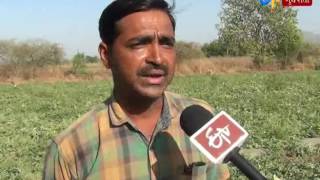 Narmada: farmers took a turn for new crop of watermelon in narmada_Etv News Gujarati