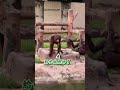 【嘲諷點滿了】想餵食猩猩香蕉　下場還被反擊一波｜動物｜動物園｜搞笑｜拍手鼓勵｜問號