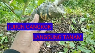 TURUN CANGKOK JAMBU KRISTAL BISA LANGSUNG TANAM DI LAHAN