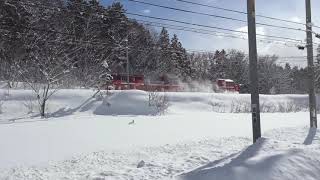 20190211　175　000　宗谷ラッセル　＠北海道　追っかけ