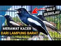 BULU BERKILAU MERAWAT KACER DARI LAMPUNG FOKUS DULU DISINI