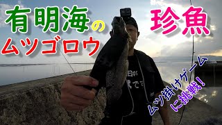 有明海の珍魚ムツゴロウ ムツ掛けゲームに挑戦！