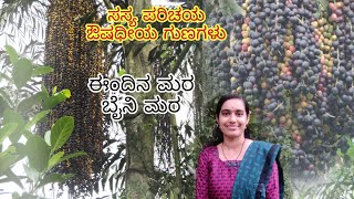 Fish tail palm | jaggery palm | toddy palm | ಈಂದಿನ ಮರ | ಬೈನಿ ಮರ |caryota urens |wine palm |sago palm