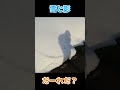 【グレートピレニーズ】雪と影⛄ 僕は誰でしょう？ グレートピレニーズ 超大型犬 レン 雪 影 shorts