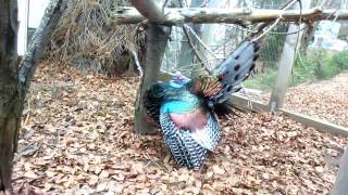 Ocellated Turkey (Meleagris ocellata) mating dance