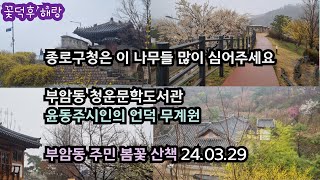 부암동 주민의 부암동 봄꽃 산책 코스 24.03.29 서울 주말나들이 청운문학도서관 윤동주시인의언덕 무계원 봄꽃 개화 현황