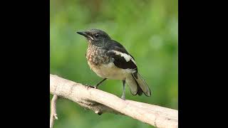 Tiếng Bẫy Choè Than Bánh Tẻ Hiệu Quả - เสียงนกกางเขนบ้านร้องเบาๆ Oriental magpie robin sound