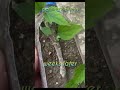 how to successfully propagate hibiscus cuttings shorts hibiscus