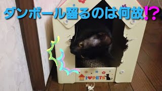 猫がダンボールを齧るのには、理由があった⁉️レモンもカジカジするんです😿