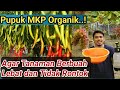 Pupuk MKP organik, Pupuk Perangsang Buah dan Bunga, Agar Tanaman Berbuah Lebat dan Tidak Rontok..!!